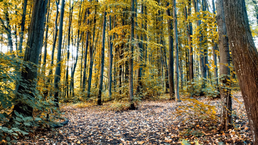 Lichter Laubwald im Herbst mit hohen, schlanken Stämmen, gelbem Laub und einem mit Blättern bedeckten Waldboden